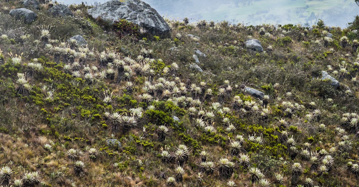 Case Studies: Successful Waste Management at Major Brisbane Events