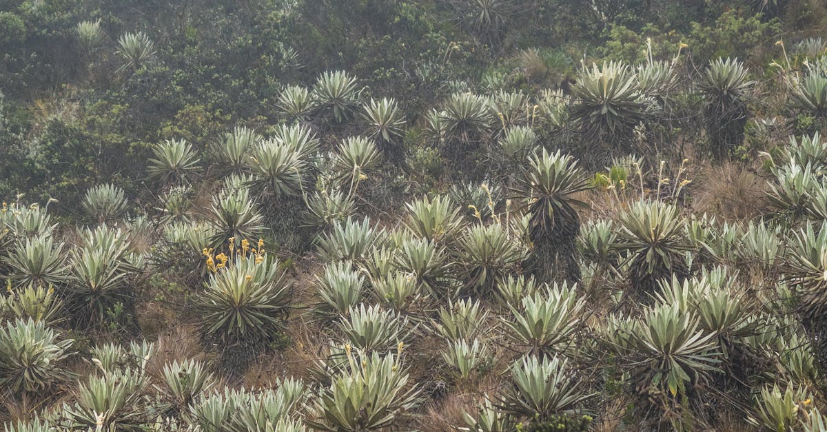 Innovating Garden Waste Solutions for Eco-Conscious Households