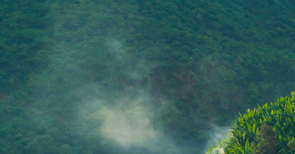 Recognising Invasive Plants and Their Disposal Needs