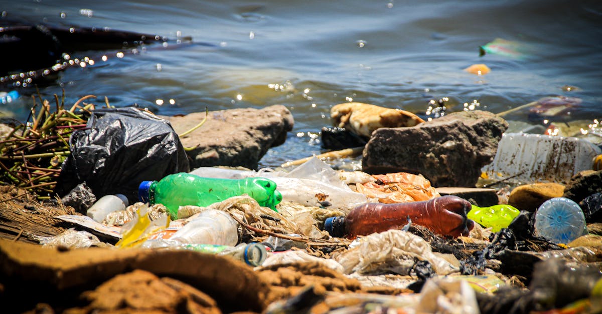 The Role of Microorganisms in Effective Composting