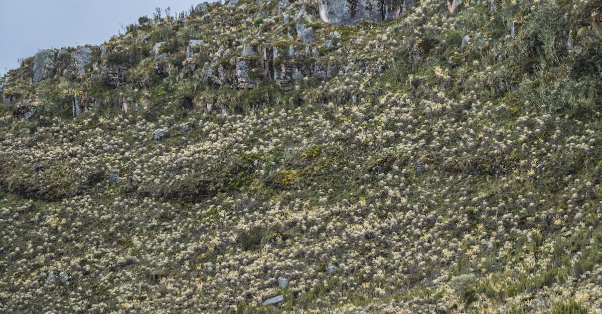 Tips for Reducing Organic Waste at Home in Brisbane