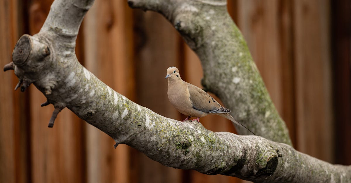 Tips for Safely Handling and Disposing of Large Furniture